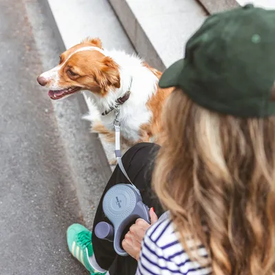 Frau hält eine graue Flexi-Hundeleine, während ein braun-weisser Hund an der Leine sitzt.
