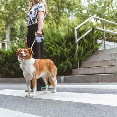 Hund an einer ausziehbaren Leine auf einem Zebrastreifen, gehalten von einer Person. Umgebung mit Treppen und Grünflächen.