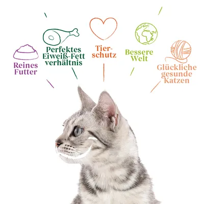 Reines Futter, perfektes Eiweiss-Fett-Verhältnis, Tierschutz, bessere Welt, glückliche gesunde Katzen. Katze im Vordergrund.