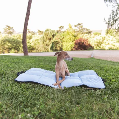 Pies siedzi na jasnoniebieskiej, wyściełanej macie na zewnątrz.