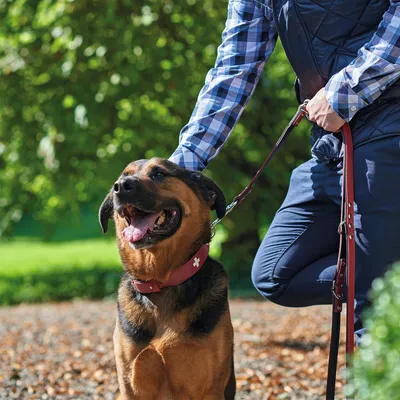 Cane con collare rosso e guinzaglio, condotto da una persona all'aperto. Il collare presenta una croce bianca come design.