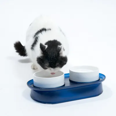Schwarz-weisse Katze trinkt aus einem weissen Napf, der auf einer blauen Halterung steht. Zweiter Napf daneben für Wasser oder Futter.