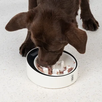 Brown dog eating from a white anti-gulp bowl with bone-shaped elevations, designed for slow food intake.