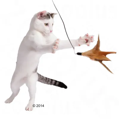 Kat leger med en kattefjerlegetøj på snor, fjer i brune nuancer og sort håndtag synligt. Katten er hvid med grå striber på halen.