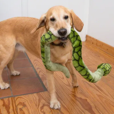 Dog holds green plush toy in snake shape in its mouth. Toy with pattern and soft texture.