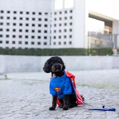 DC Superman hondenkostuum