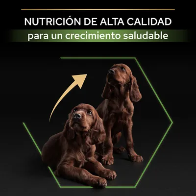 NUTRICIÓN DE ALTA CALIDAD para un crecimiento saludable. Imagen de dos cachorros marrones, uno tumbado y otro sentado, con flecha ascendente.
