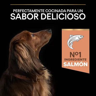 Texto: Perfectamente cocinada para un sabor delicioso. Nº1 ingrediente salmón. Imagen de un perro marrón mirando hacia arriba y un icono de pez junto al texto destacado.
