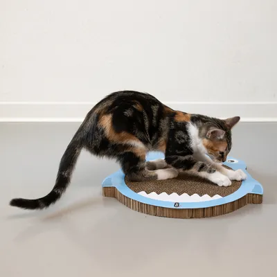 Chat tigré utilisant un griffoir en carton de forme ronde avec bord bleu et motif animal, posé au sol sur surface claire.