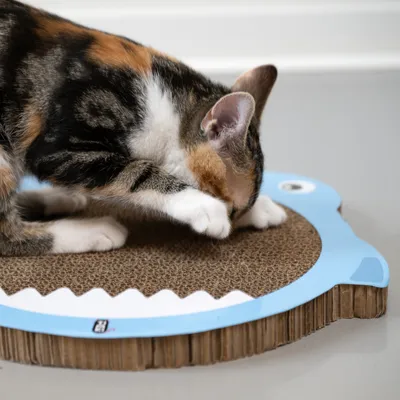 Chat tigré et blanc utilisant un griffoir en carton de forme ovale avec bord bleu et motif rappelant une tête d’animal. Surface texturée visible, matériau : carton.