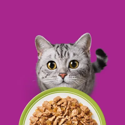 Whiskas 1+ Adult kapsičky 84 x 85 g