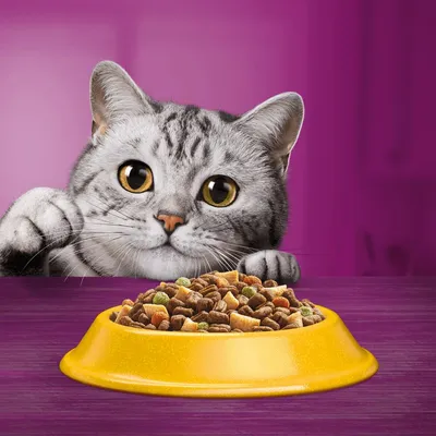 Grey tabby cat looking at a yellow bowl filled with dry pet food on a purple surface, demonstrating product use.