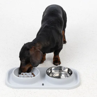 Feeding bowl set with non-slip mat, consisting of a stainless steel bowl and a bowl with anti-gulping function. Dog eating from the anti-gulping bowl.