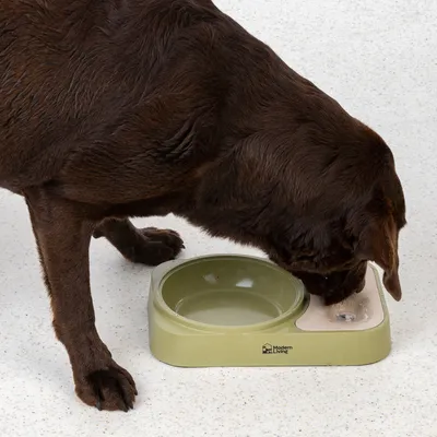 Perro marrón bebiendo de un comedero doble verde con el logo de Modern Living, compuesto por bebedero y comedero.