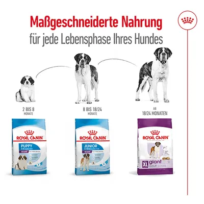 Tableau d’alimentation Royal Canin pour chiens géants : Puppy 2–8 mois, Junior 8–18/24 mois, XL Giant Adult à partir de 18/24 mois. Texte en allemand visible.