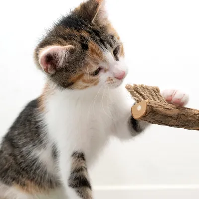 Млада котка играе с дървена играчка, увита със сизалово въже.