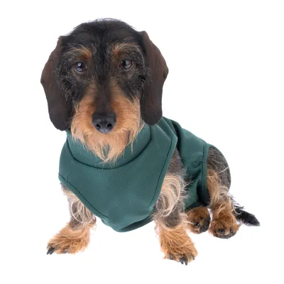 Perro con jersey verde para perro, muestra uso del producto y ajuste.