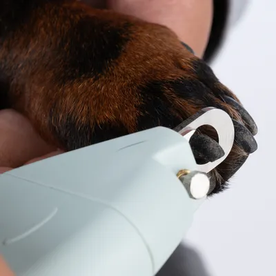 Close-up of a dog's paw being groomed with an electric claw trimmer.