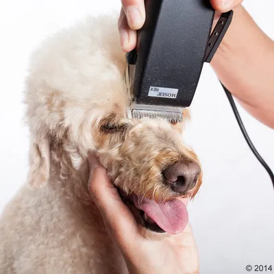 Hund bliver klippet med elektrisk trimmer, mærket MOSER REX synligt på maskinen. Nærbillede af hoved og trimmer under brug.