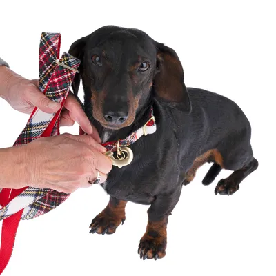 Chien noir avec collier et laisse à motif écossais rouge, une personne attache la laisse au collier à l’aide d’un mousqueton doré.
