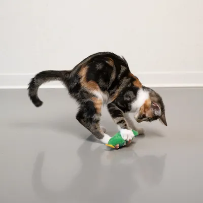 Chaton tigré et blanc jouant avec un jouet vert en forme de poisson sur le sol, sans autres objets visibles.