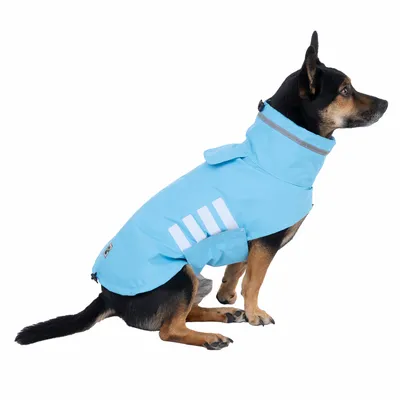 Chien portant un manteau bleu avec bandes réfléchissantes blanches et fermeture à scratch, matière textile visible, col montant et rabat sur le dos.