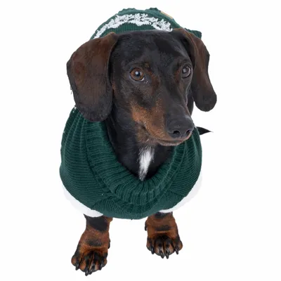 Dackel in grünem Strickpullover mit weissem Muster, geeignet für kalte Tage.