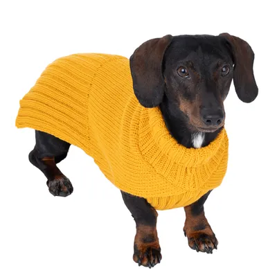 Dackel mit gelbem Strickpullover, geeignet für kalte Tage. Pullover mit geripptem Kragen und weicher Textur.