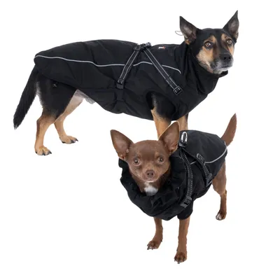 Deux petits chiens portant un manteau noir avec bandes réfléchissantes et harnais intégré, vue de profil et de face. Matière textile visible.