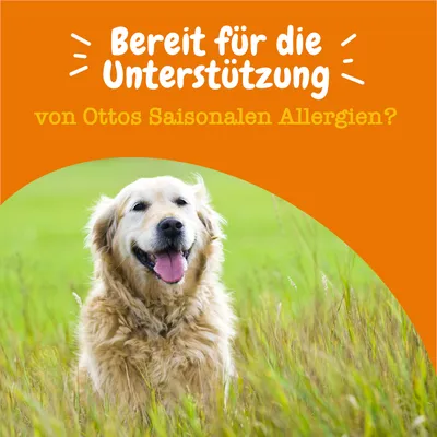 Bereit für die Unterstützung von Ottos saisonalen Allergien? Text auf orangefarbenem Hintergrund mit Hund im Gras.