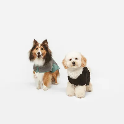 Deux chiens portant des vêtements pour chien, l’un avec un manteau vert et l’autre avec un pull noir, présentés sur fond blanc.