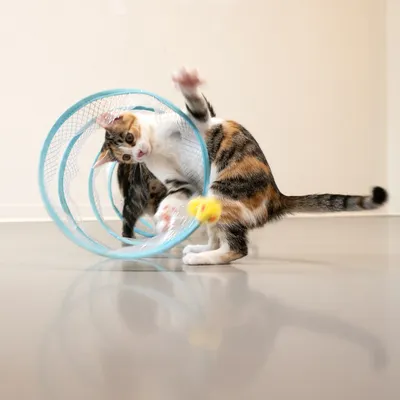 Spelende kitten met blauw net speelgoed en gele bal. Product toont interactief kattenspeelgoed voor beweging en vermaak.
