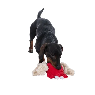 Hond speelt met rood speelgoed van stof en touw, geschikt voor interactief spelen.