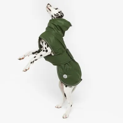 Chien dalmatien portant un manteau vert avec capuche et fermeture à scratch, badge rond visible sur le côté du manteau.