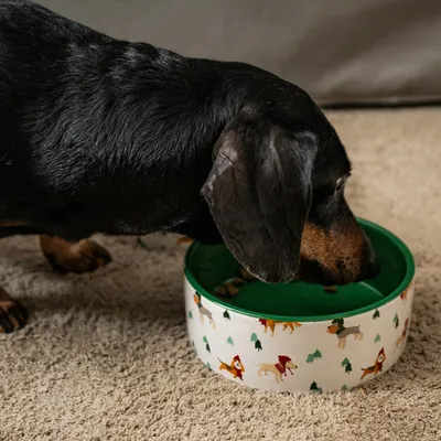 Chien noir mangeant dans une gamelle blanche décorée de motifs de chiens et d’arbres, posée sur un tapis beige.