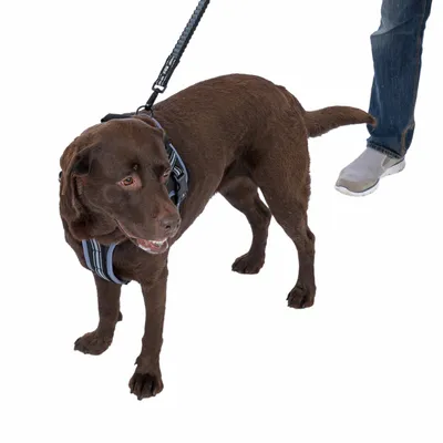 Brauner Hund mit schwarzem Geschirr und Leine, geführt von einer Person in Jeans und weissen Schuhen.