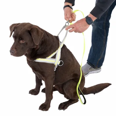 Dog harness with reflective stripes and yellow lead, worn by a dog. Person attaching the lead to the harness.