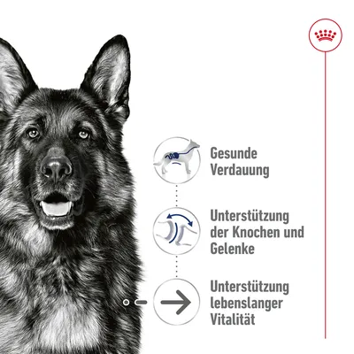 Gesunde Verdauung, Unterstützung der Knochen und Gelenke, Unterstützung lebenslanger Vitalität. Drei Symbole mit Hundegrafiken zur Veranschaulichung.