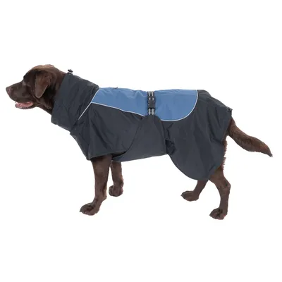 Dog wearing a black and blue waterproof dog jacket with adjustable fastening and reflective stripes.