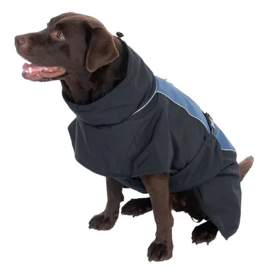 Dog wearing a black and blue coat with reflective stripes, suitable for cold weather.