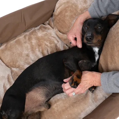 Hund liegt entspannt in einem beigen, weichen Hundebett und wird von einer Person gestreichelt.