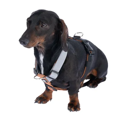 Schwarzer Hund mit einem verstellbaren Geschirr in Grau und Orange, ausgestattet mit Metallring und Klickverschluss.