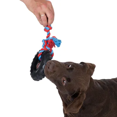 Hund leger med et rødt og blåt reb-legetøj, der er fastgjort til et sort dæk. Hånd holder legetøjet øverst.