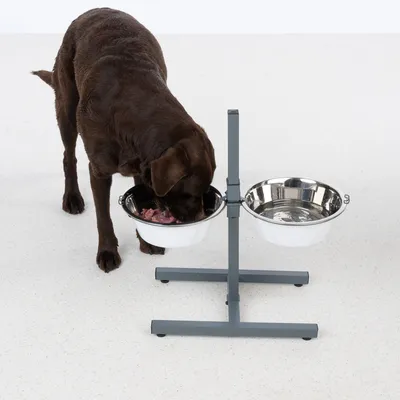 Brauner Hund frisst aus einer höhenverstellbaren Doppelnapfstation mit zwei Näpfen, einer für Futter und einer für Wasser.