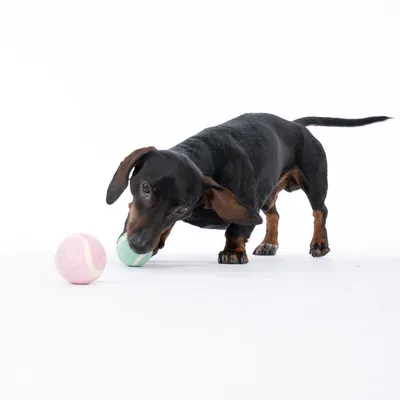 Gravhund leger med en grøn tennisbold, ved siden af en lyserød tennisbold på hvid baggrund.