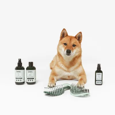 kooa Pflegeprodukte: Scented Refreshing Shampoo, Whitening Shampoo und Shine Spray. Zwei grüne Bürsten mit Metallborsten sichtbar.