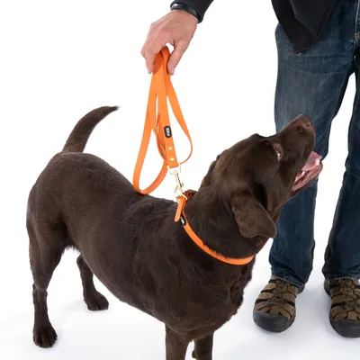 Bruine hond met oranje lijn en halsband, vastgehouden door een persoon. Zichtbaar merkopschrift: FRESK.