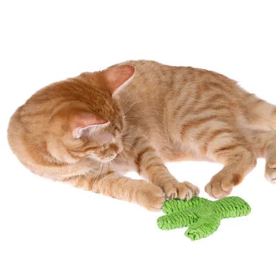 Red cat playing with green toy made of braided material in the shape of a cactus.