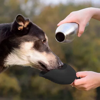 Hund trinkt Wasser aus einer tragbaren Trinkflasche mit integriertem Napf, gehalten von einer Hand.