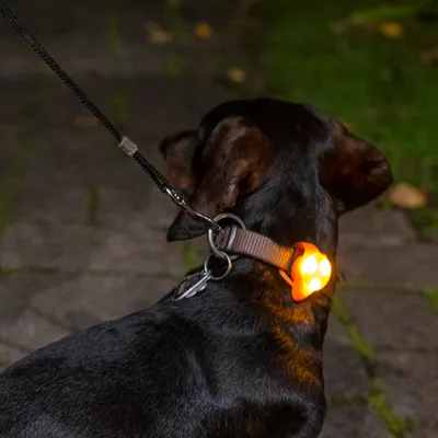 Hund med halsband och lysande LED-ljus för bättre synlighet i mörker.